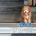 TYN-DOG-6_LIFESTYLE2