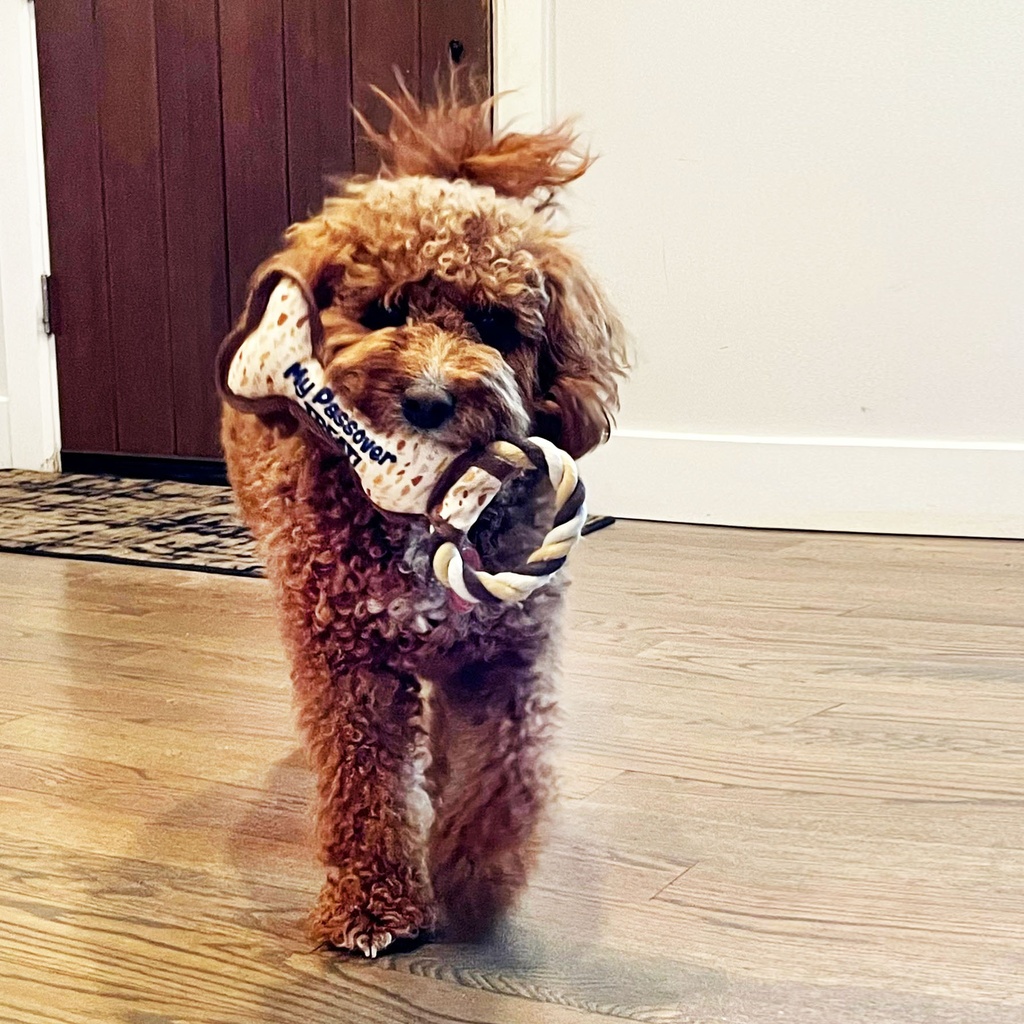 TYPPN-DOG-6_LIFESTYLE