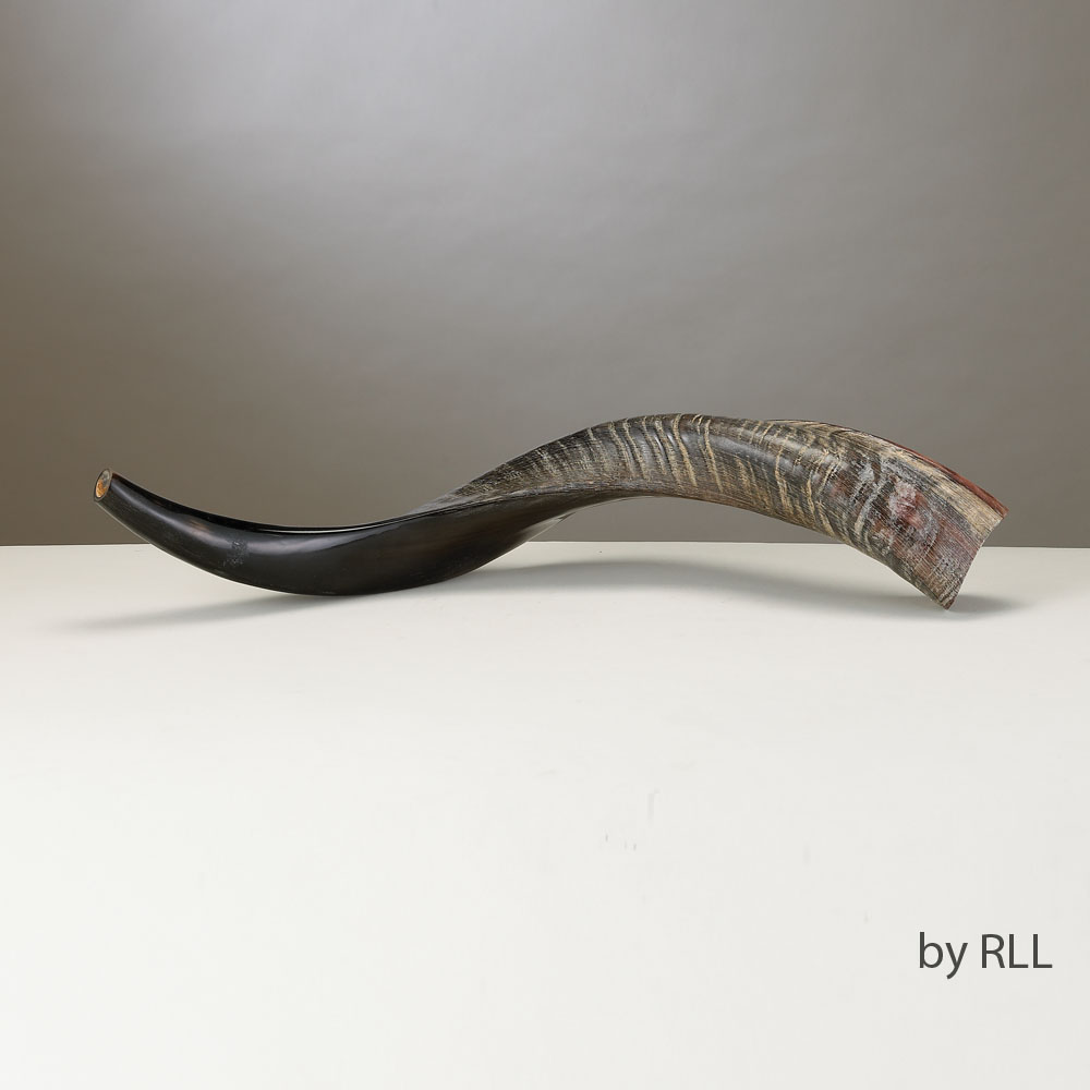 Yemenite Shofar-Approx 60 CM