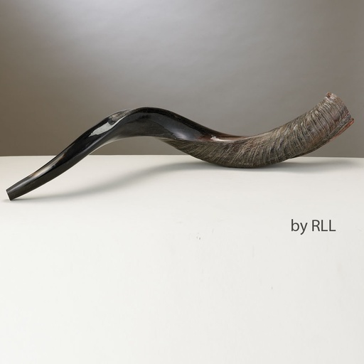 [SH-YEM-75] Yemenite Shofar-Approx 75 CM