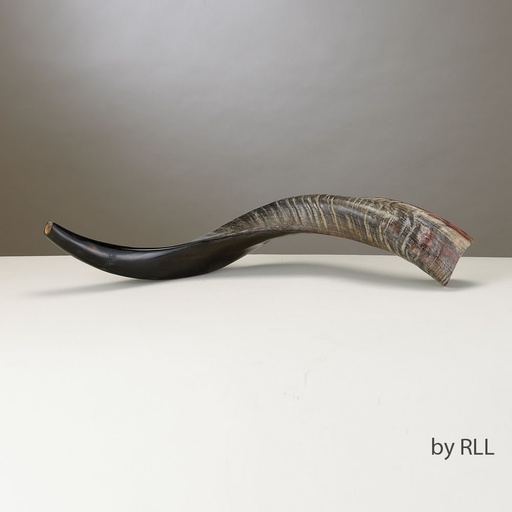 [SH-YEM-60] Yemenite Shofar-Approx 60 CM